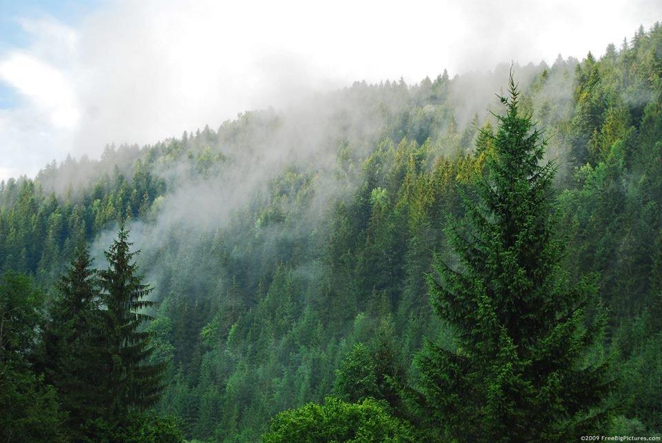 Ліси України поглинають лише 7% парникових газів