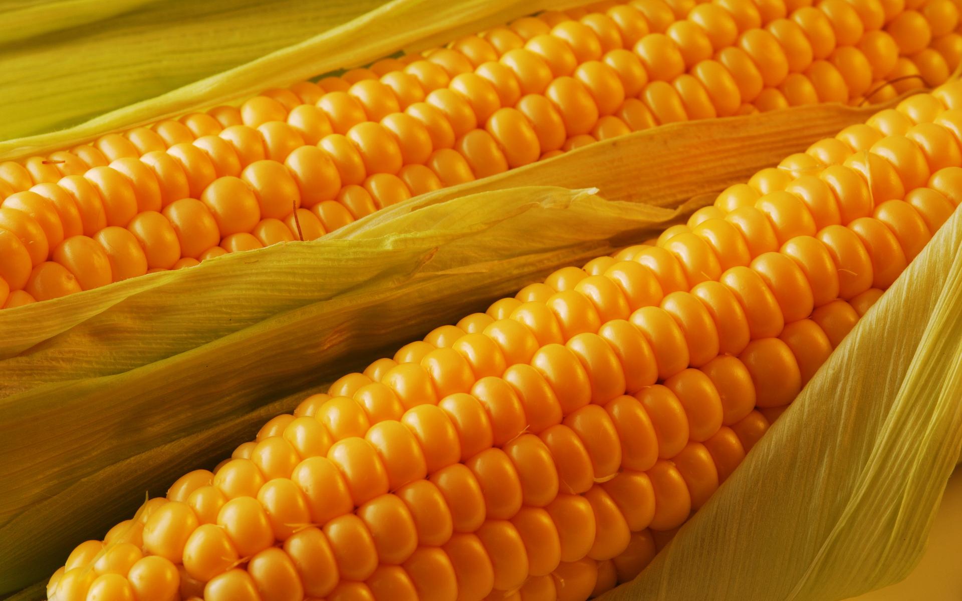ЄС хоче знизити імпортне мито на кукурудзу та сорго 