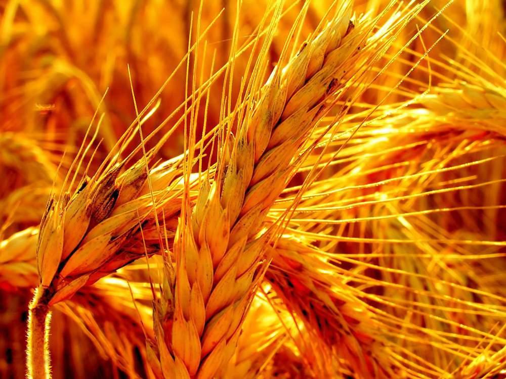 У 2017 році Україна експортувала рекордну кількість зернових — 41,8 млн тонн