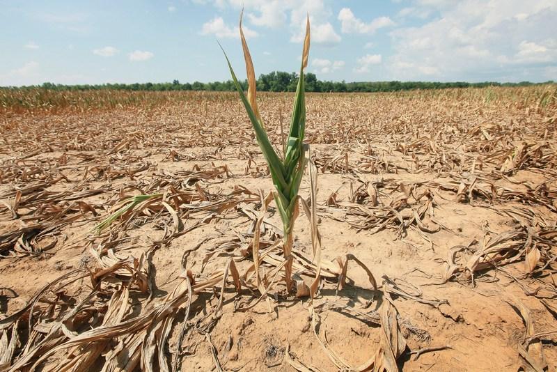 Через посуху світовий агросектор втратив $96 млрд США — ФАО