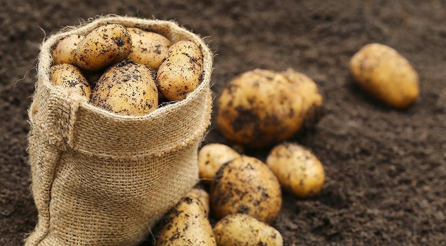 1250 домогосподарств у «сірій» зоні отримають від ФАО картоплю для посадки