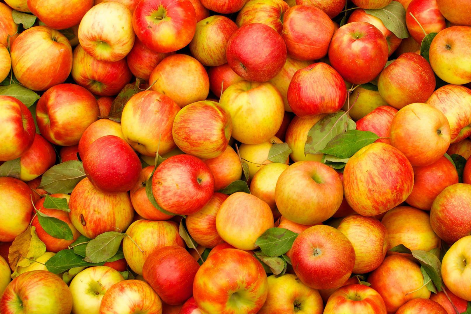 Цьогоріч Україна може сподіватися на рекордний урожай яблук, — експерти