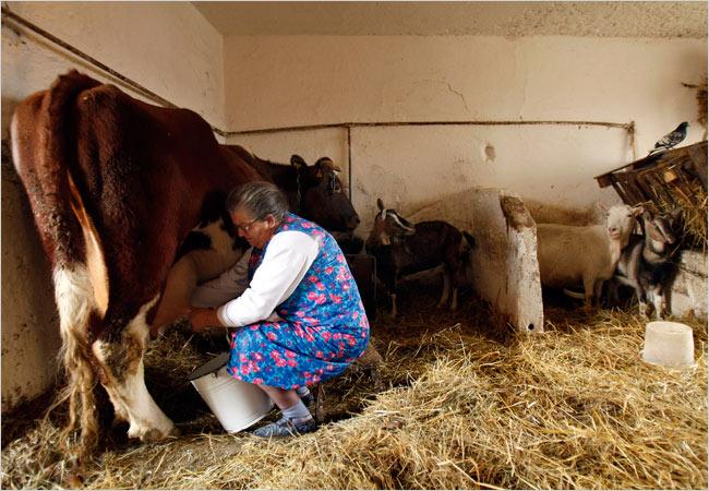 Селяни з трьох областей звинувачують Старокостянтинівський молокозавод у несплаті за поставлене молоко