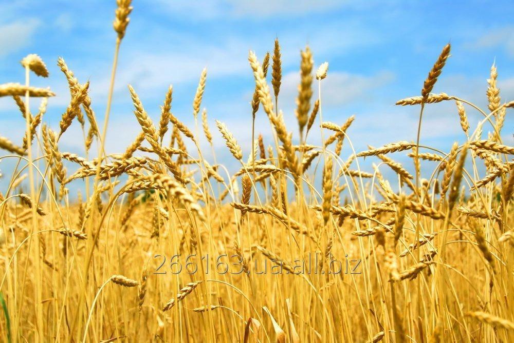 Понад 100 сортів пшениці, яка вирощується в Україні, – основна причина низької врожайності, – НААН