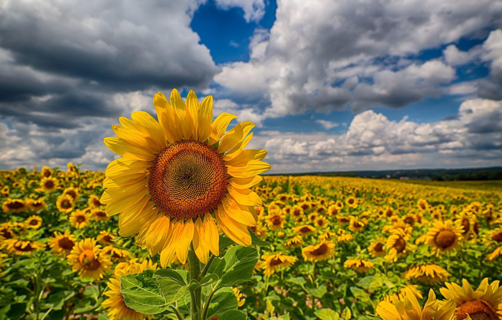 В Україні посіяно перші 90 тис. га соняшнику