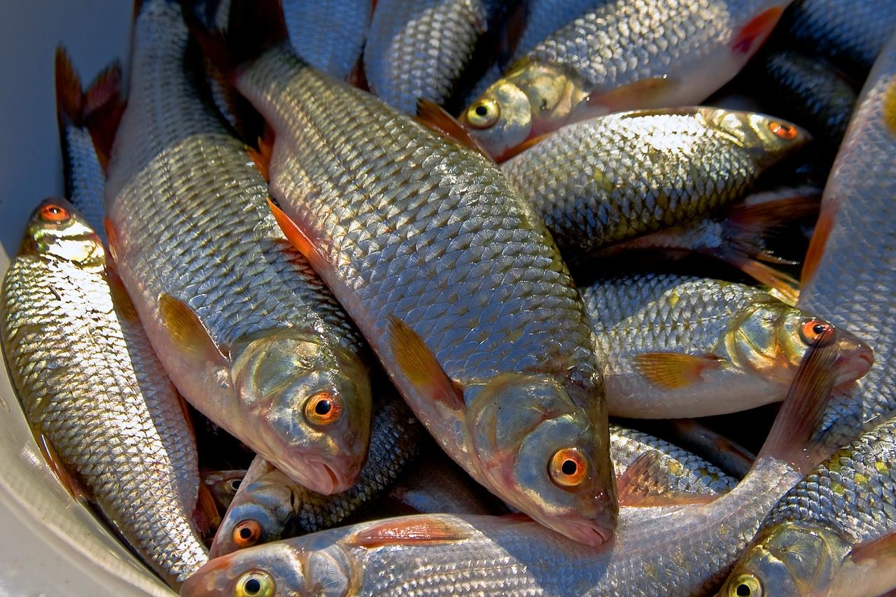 За анексії Криму Україна в 2,5 разу скоротила вилов риби та морепродуктів  
