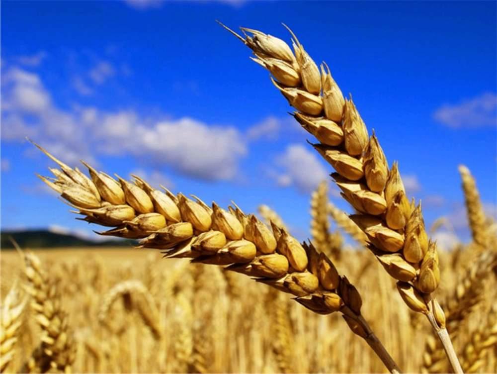 Урожайність зернових можна підвищити на 8 млн тонн, – НААН 