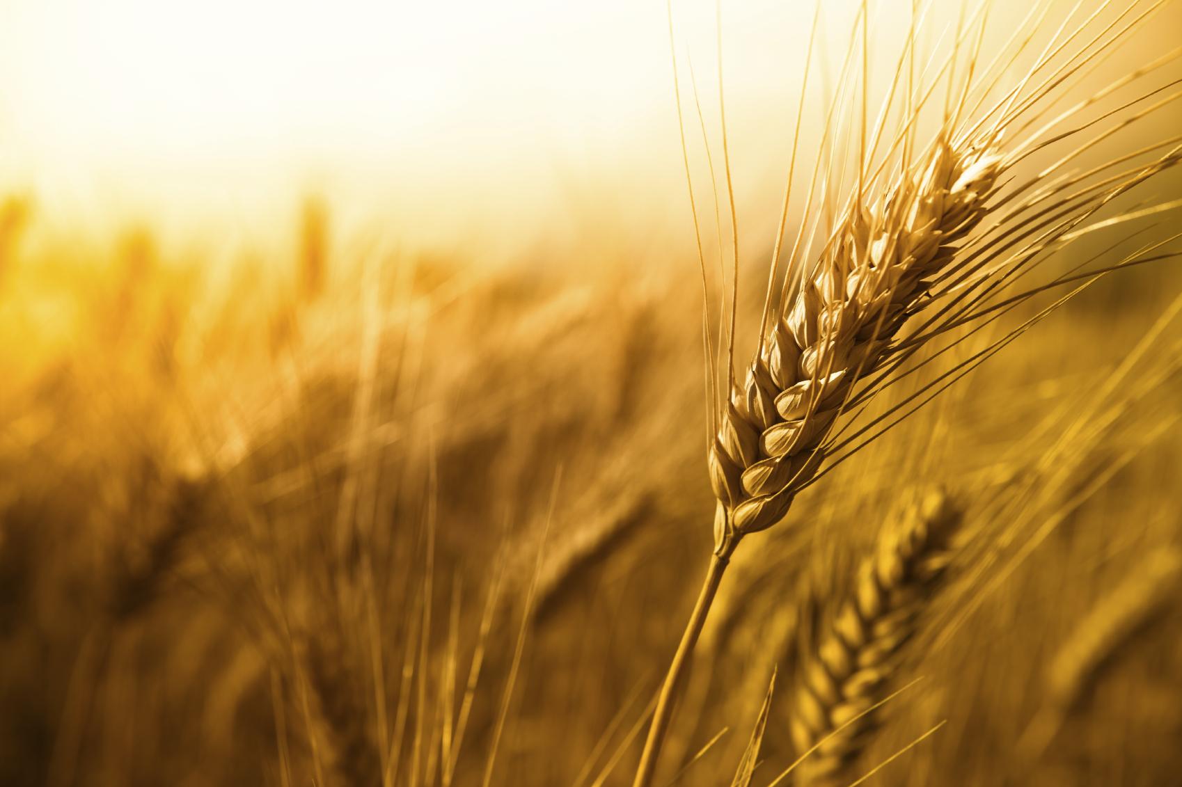 Цьогоріч ціни на пшеницю зросли на 10%