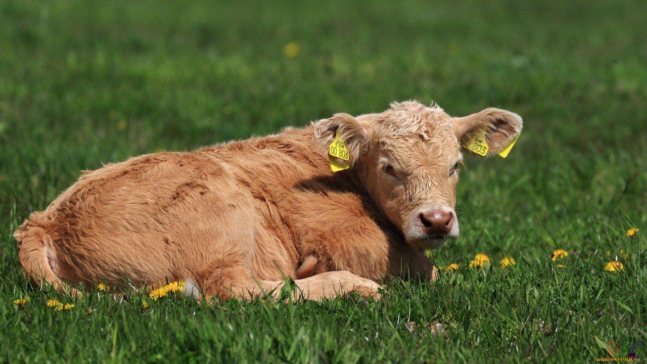 Ірина Паламар: Уряд має вести реєстр великої рогатої худоби