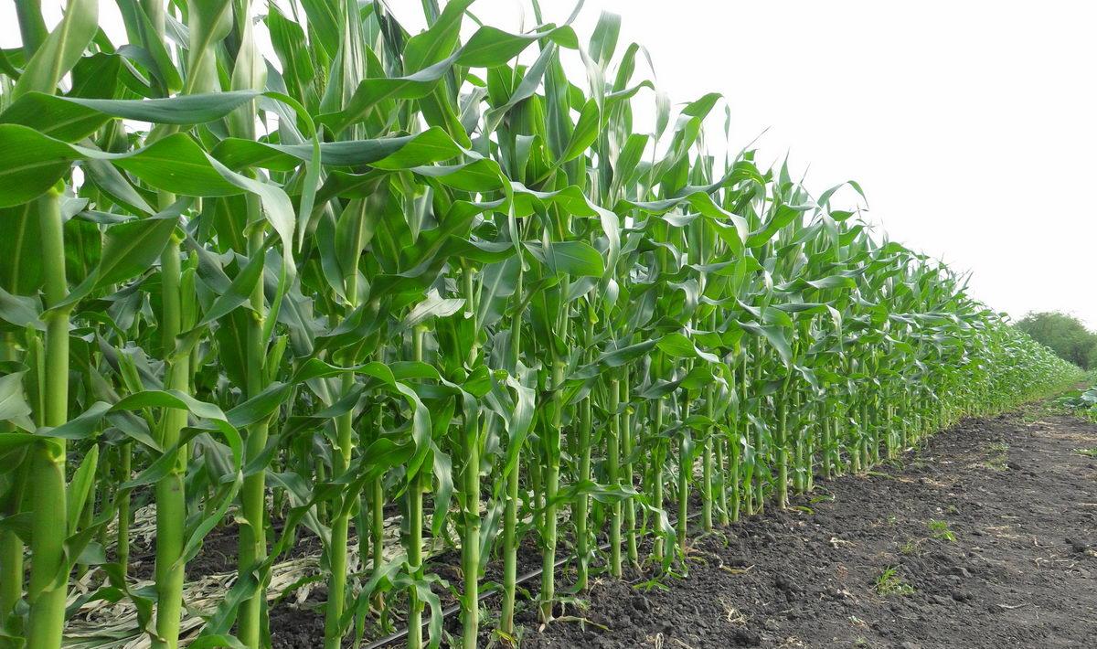 Українські аграрії засіяли 4,2 млн га кукурудзи