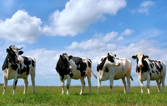 Україна до 2025 року може довести поголів’я молочних корів до 2,76 млн голів, — НААН