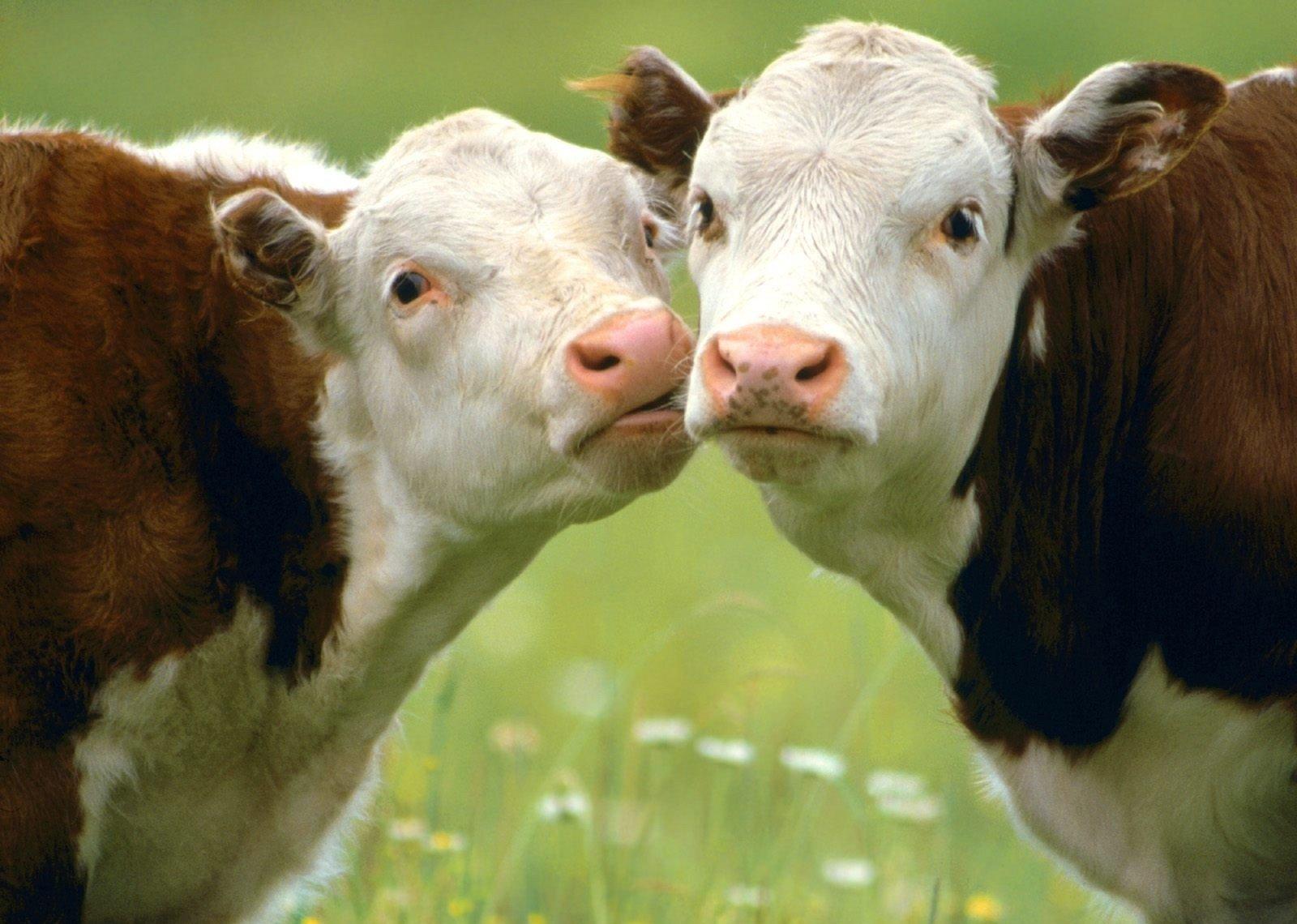 Аграріям нарахували 260 млн грн дотацій за утримання корів