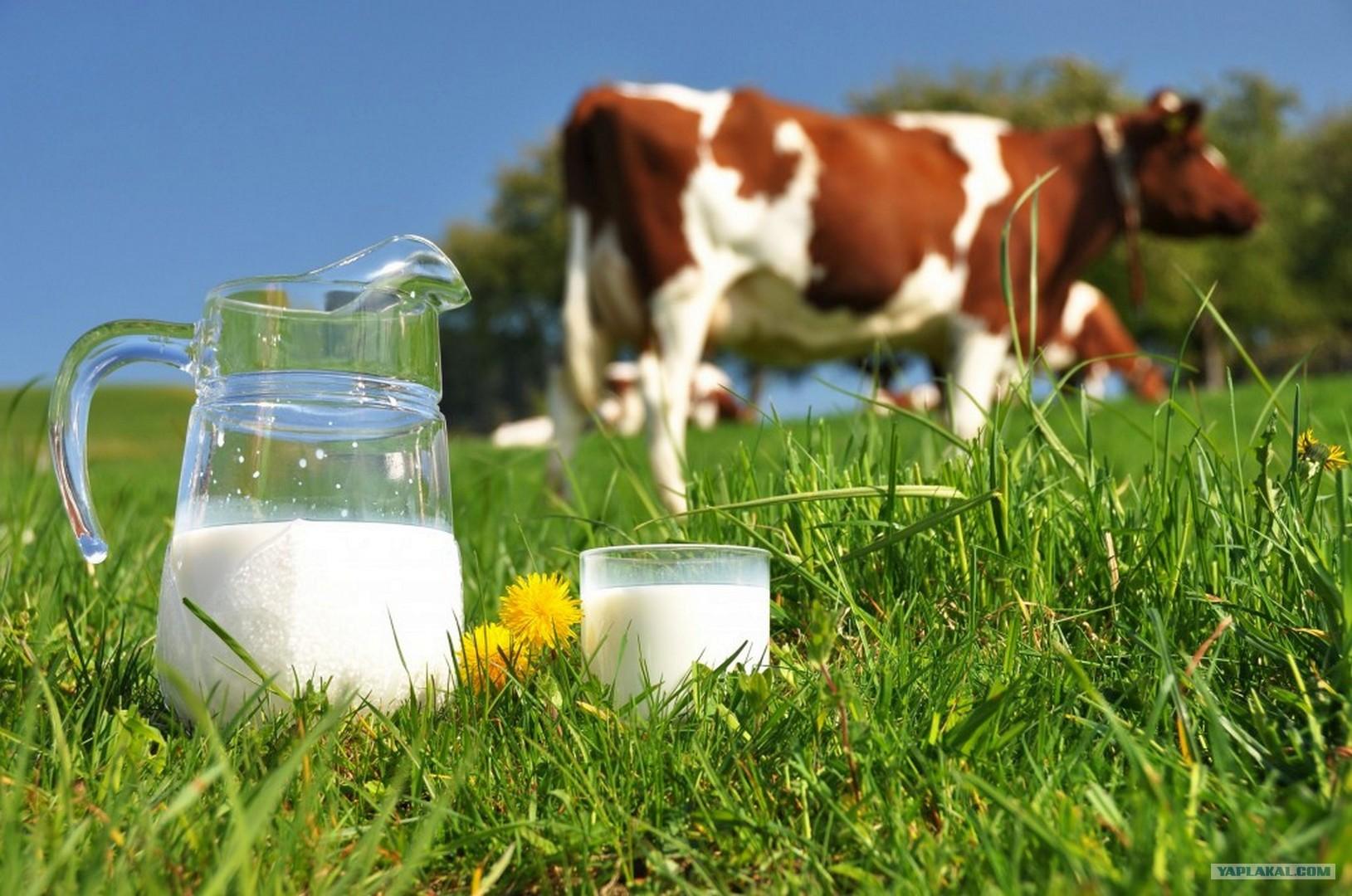 Закупівельні ціни на молоко різко падають