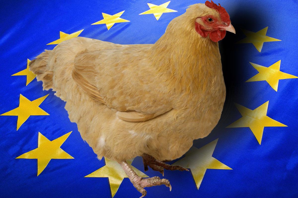 Україна серед європейських країн посіла перше місце з експорту курятини до ЄС