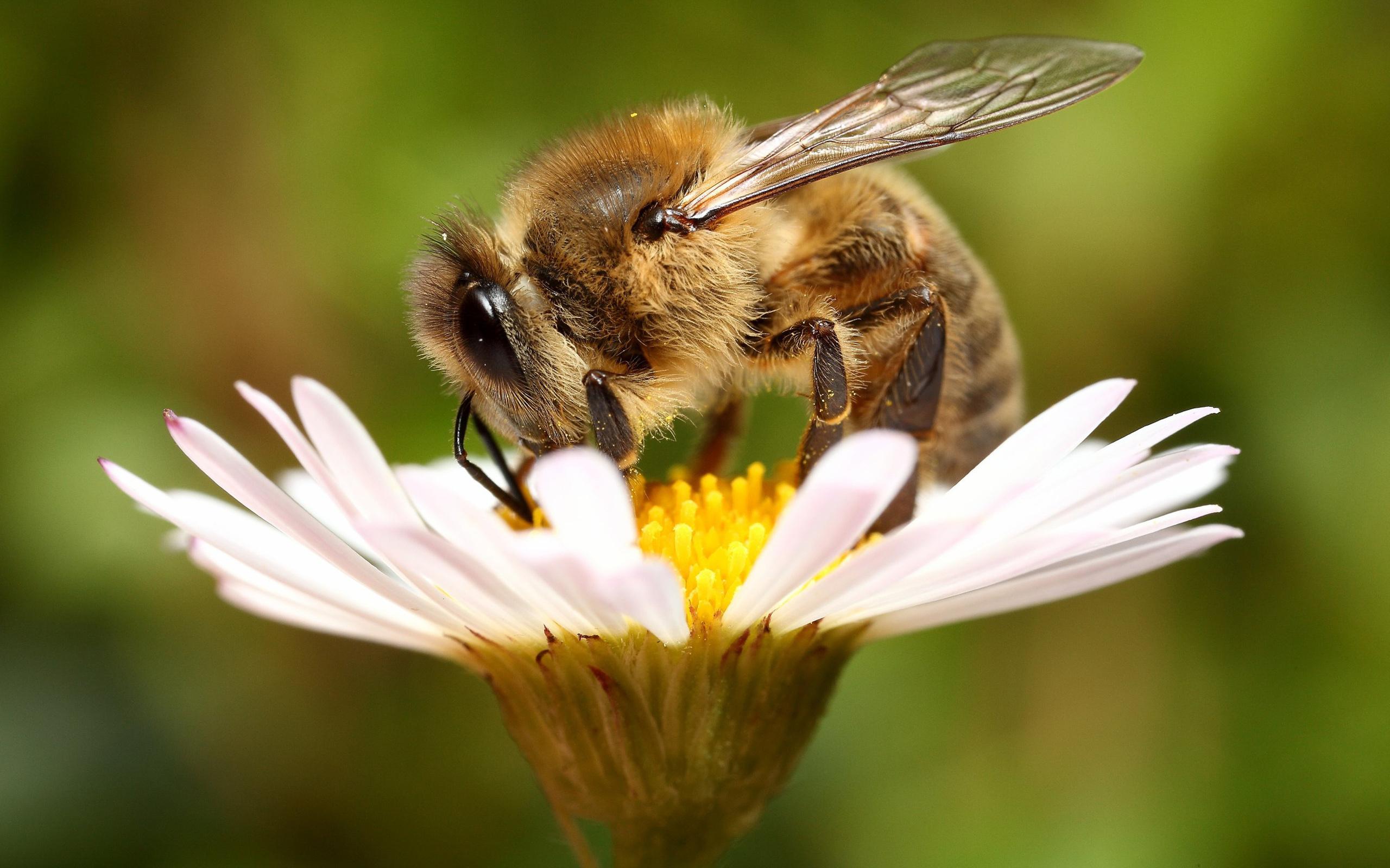 В Україні через потужні інсектициди почали масово вмирати бджоли