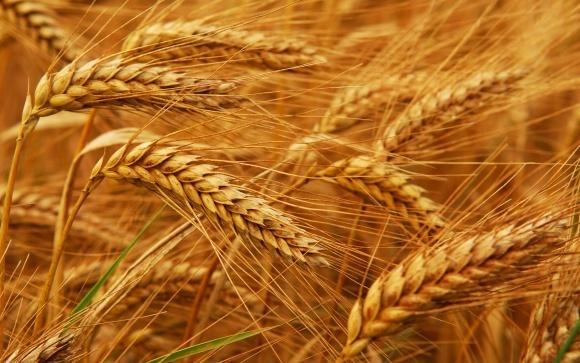 В’єтнам відновив імпорт пшениці з України, – УЗА