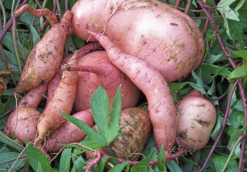 На Херсонщині знайшли альтернативу картоплі 