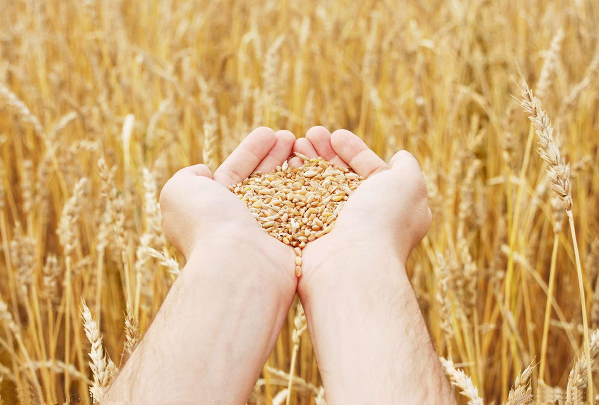 Мінагрополітики спрогнозувало урожай зерна на рівні понад 60 млн т