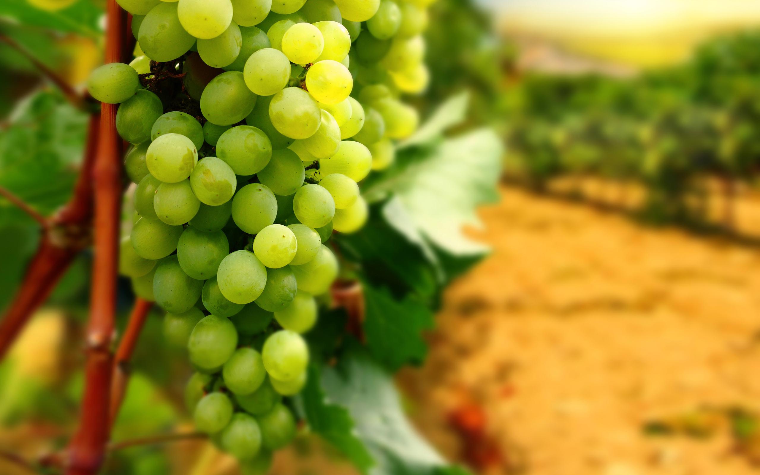 Виноробня на Херсонщині закладе 15 га виноградників