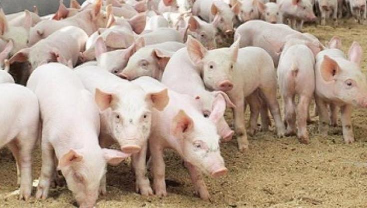 Свинопоголів’я в Україні «реабілітується» за рахунок приватних домогосподарств, – АСУ