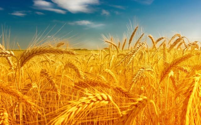 Передумов для дефіциту пшениці немає, – Мінагрополітики
