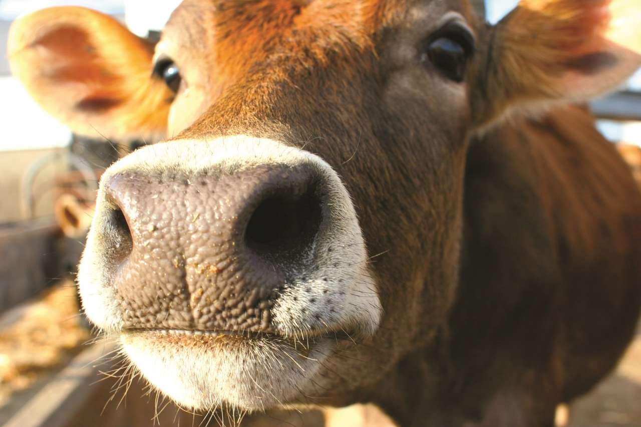 На Сумщині понад 50 корів захворіли на лейкоз