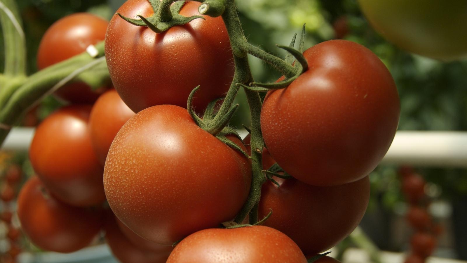 Тепличні томати за тиждень подешевшали на третину