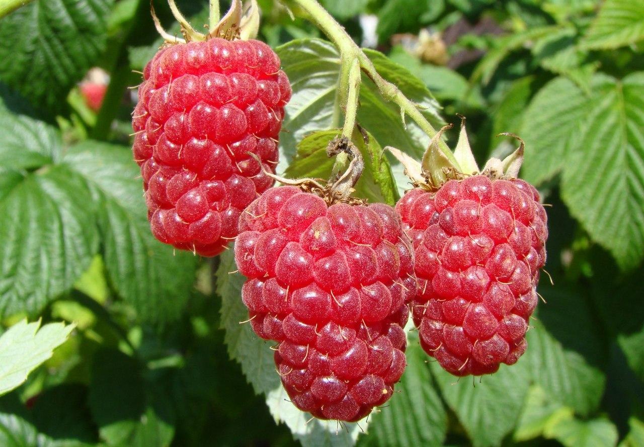 Польські фермери відмовляються збирати ягоди через дешевий імпорт з України