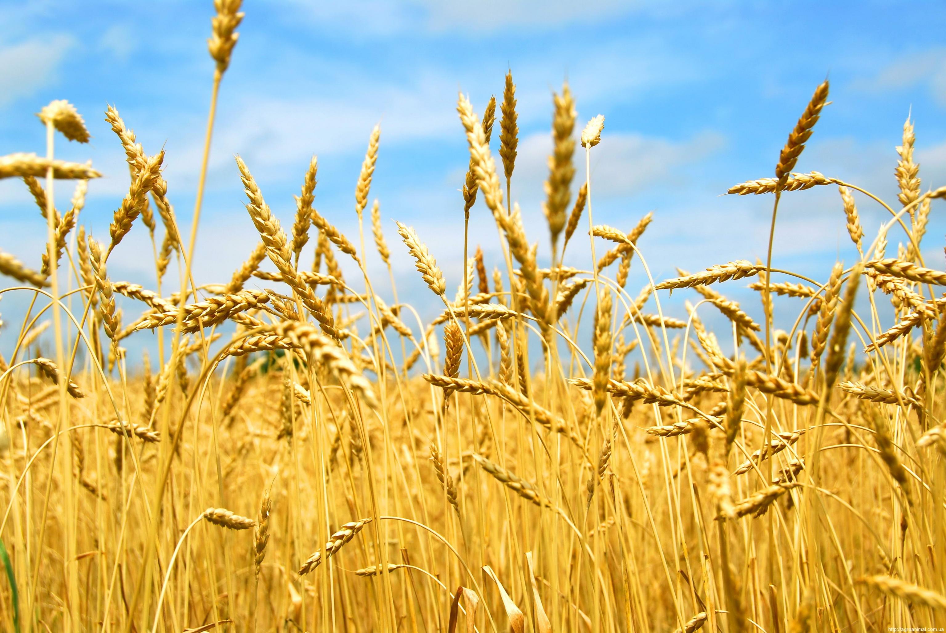 Аграрії зібрали  2,7 млн т ранніх зернових
