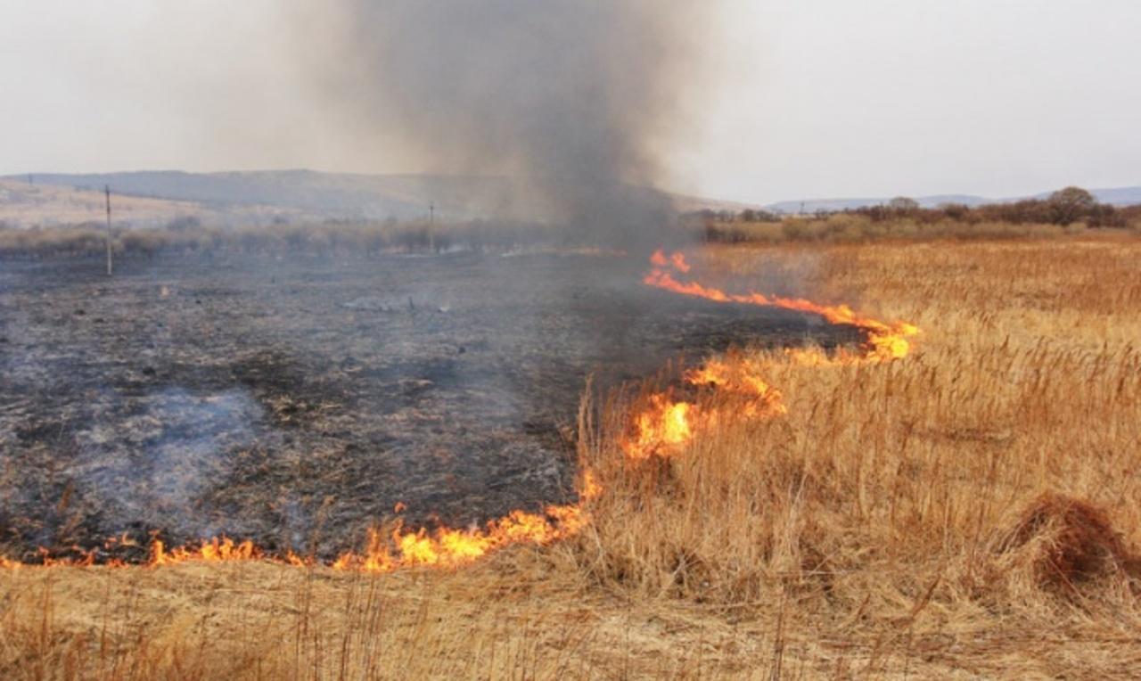 Внаслідок пожежі на Одещині фермер втратив 20 га урожаю