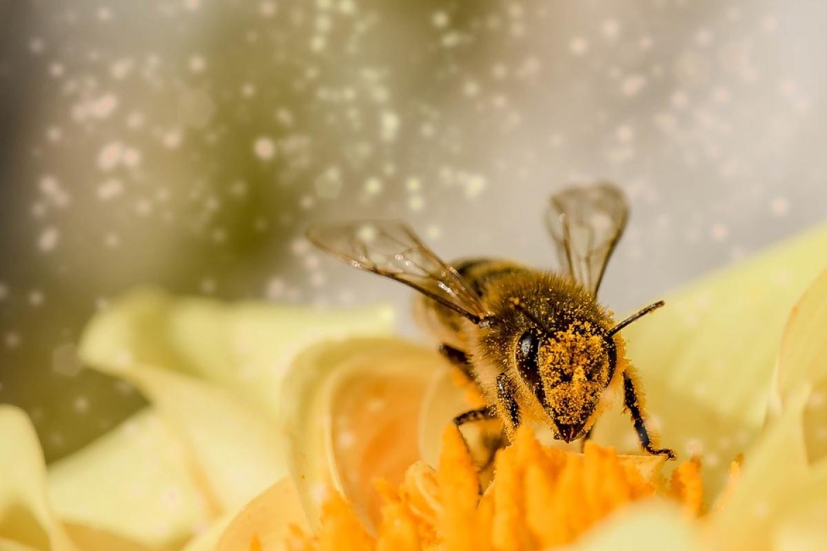 За останній місяць в Україні загинули 18 тис. бджолосімей