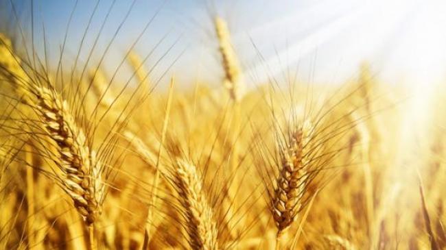 На Одещині фермер «послав» рейдерів, викосивши це на полі пшениці 