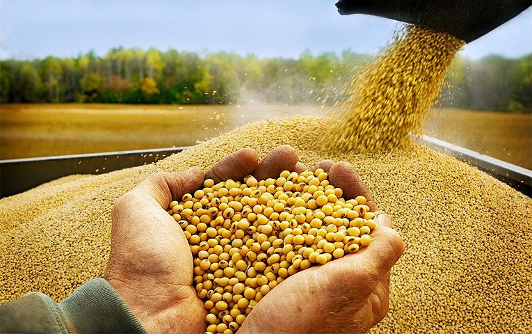 Переробка сої в Україні зросла на 27%