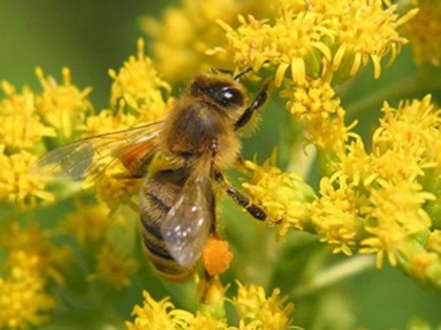 Фермери з Донбасу отримали 150 бджолосімей як гуманітарну допомогу, – ФАО