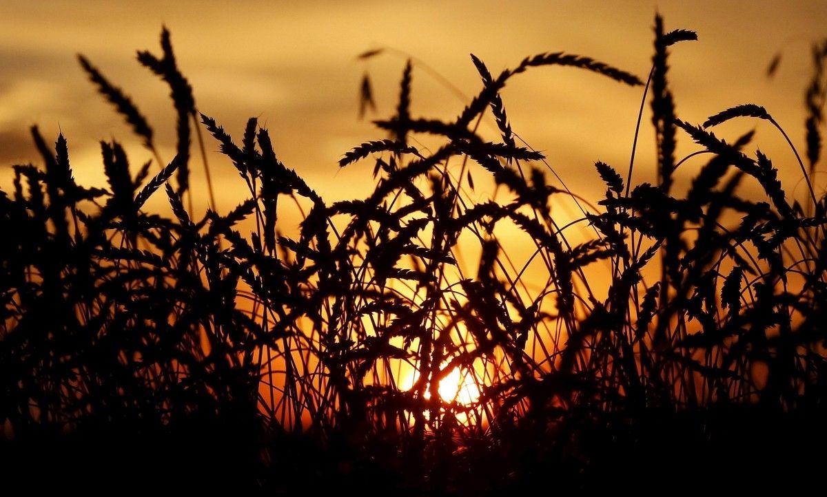 Мінсільгосп США знизив прогноз виробництва зерна в Україні