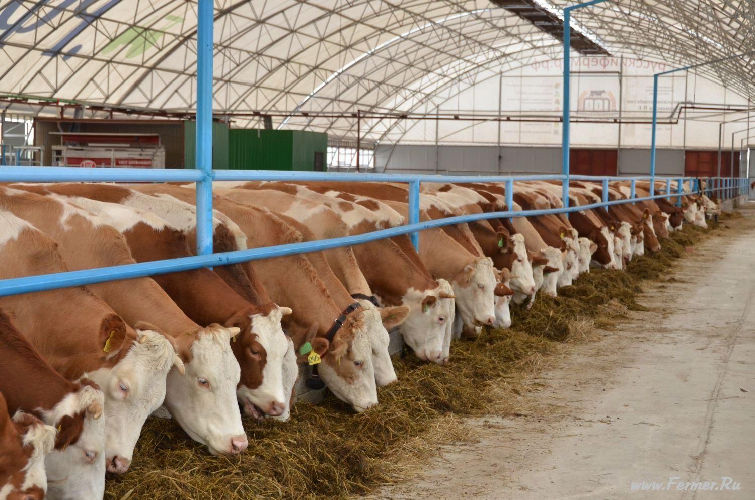 Аграріям відшкодують вартість будівництва тваринницьких ферм в розмірі 220 млн грн – Мінагрополітики 