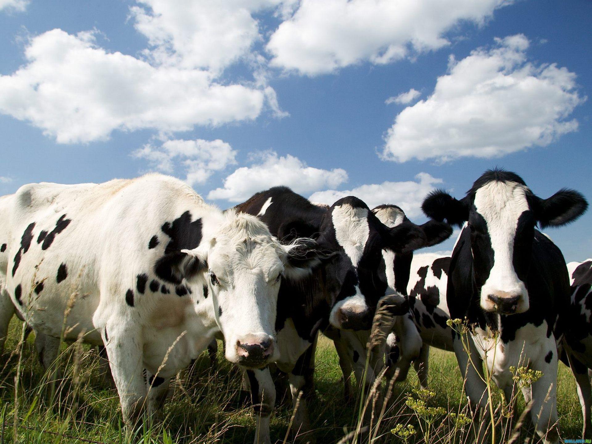 90% молочнотоварних ферм не отримають дотацій — бізнес розкритикував дії Мартинюка