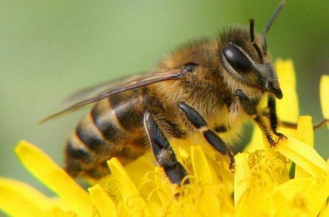 Причиною загибелі 53% бджіл під час мору стали хімікати, – Держпродспоживслужба 