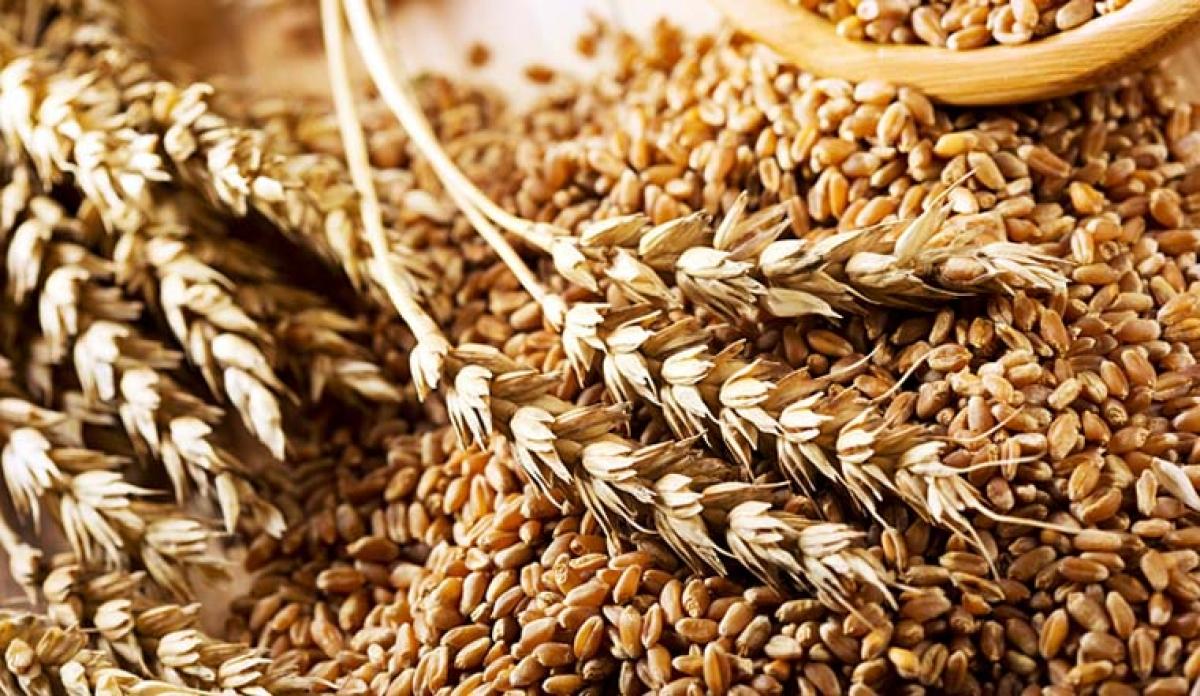 Тіньовий обіг зерна в Україні становить 20%