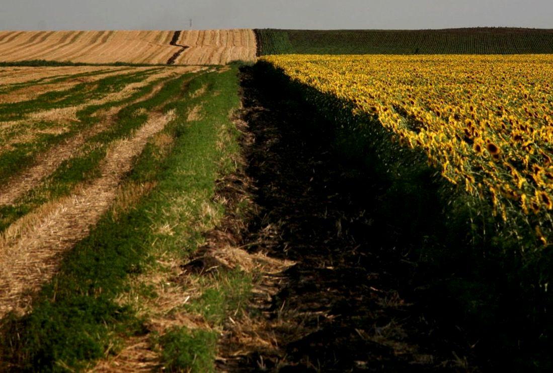 Експерт назвав три умови, які забезпечать позитивний розвиток земельного сценарію в Україні