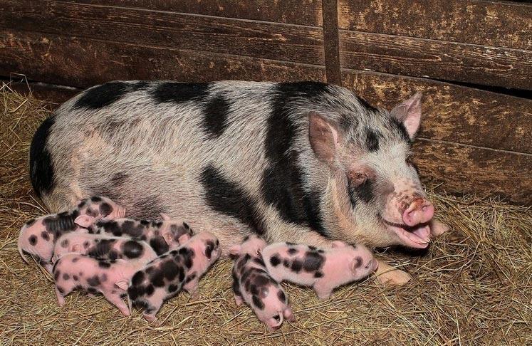  В Україні через АЧС може зникнути  унікальна порода свиней