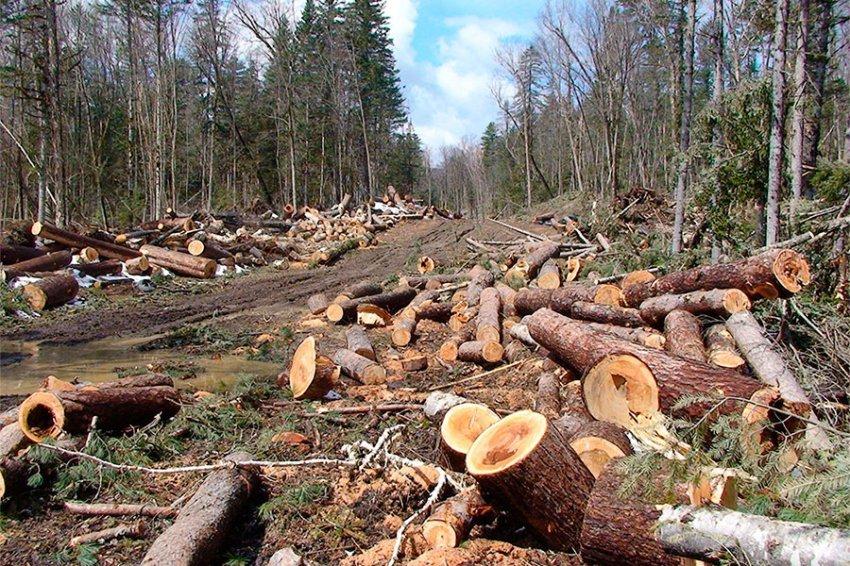 ДФС шукатиме злочинців серед 133-х експортерів лісоматеріалів 