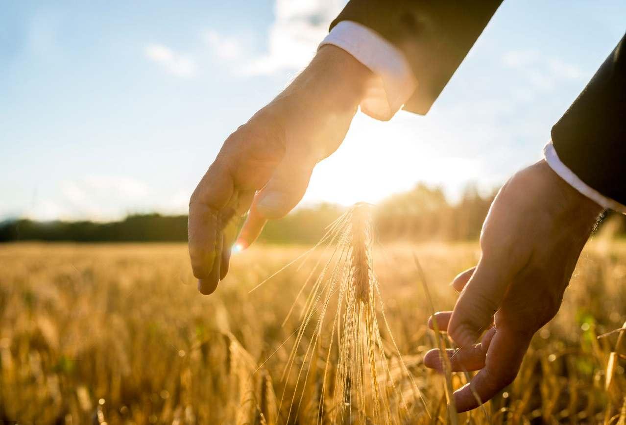 Названо дві тенденції зернового ринку України — прогноз