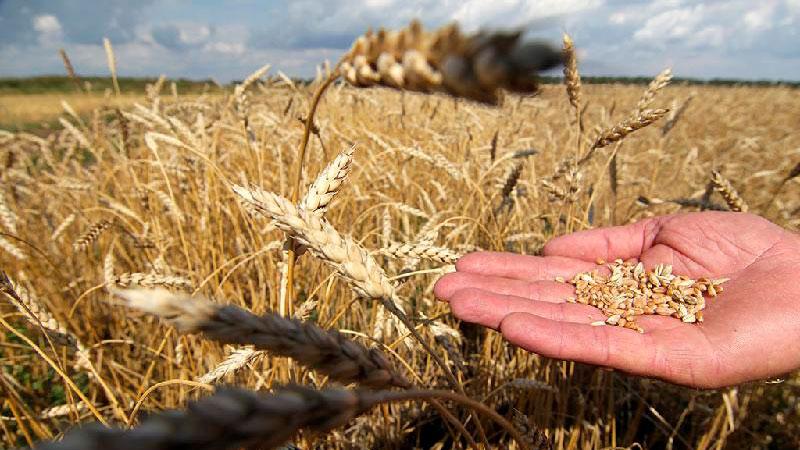 Ураження шкідниками зерна нового врожаю може серйозно вдарити по експорту – експерт
