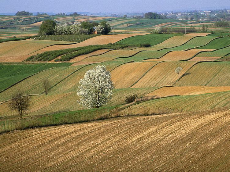 Аграрії отримають право обмінюватися  земельними ділянками – закон