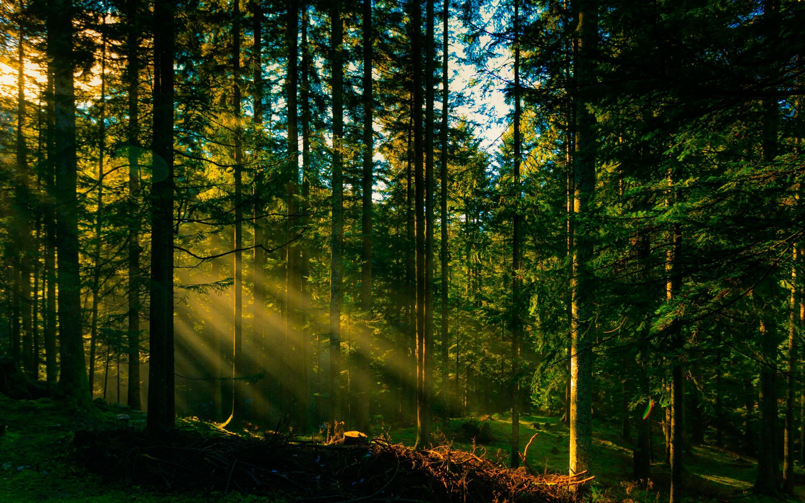 Новий земельний податок на ліс призведе до здорожчання деревини та зупинки лісовідтворення в Україні