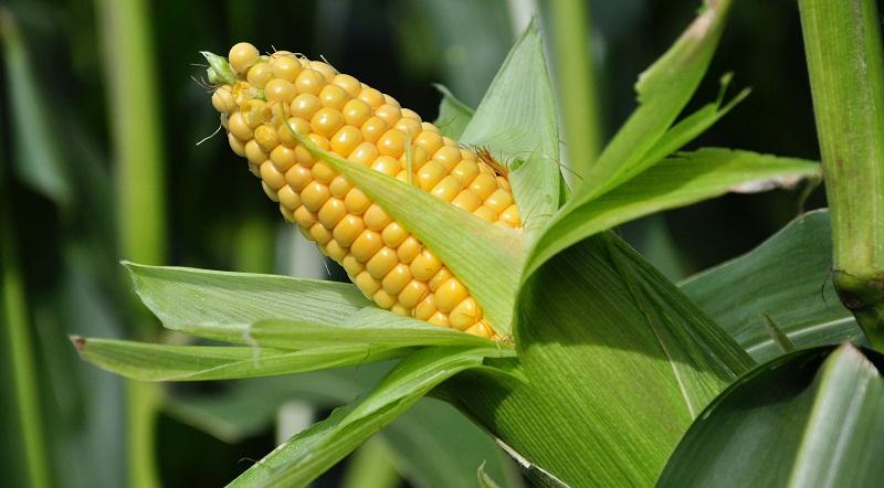 На Вінничині побудують завод з переробки кукурудзи вартістю $14 млн