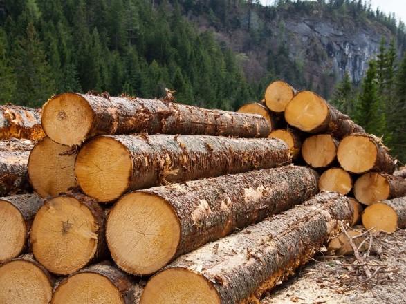 Фіскали викрили одну зі схем контрабанди лісу-кругляку до Румунії