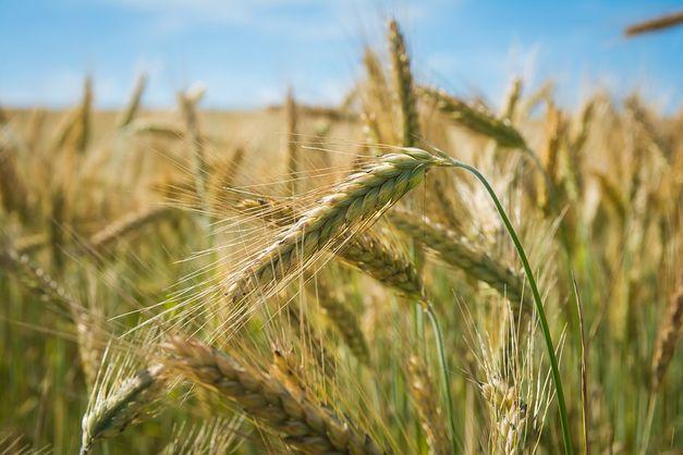 Україна – четвертий світовий експортер кукурудзи і п’ятий – пшениці, — експерт