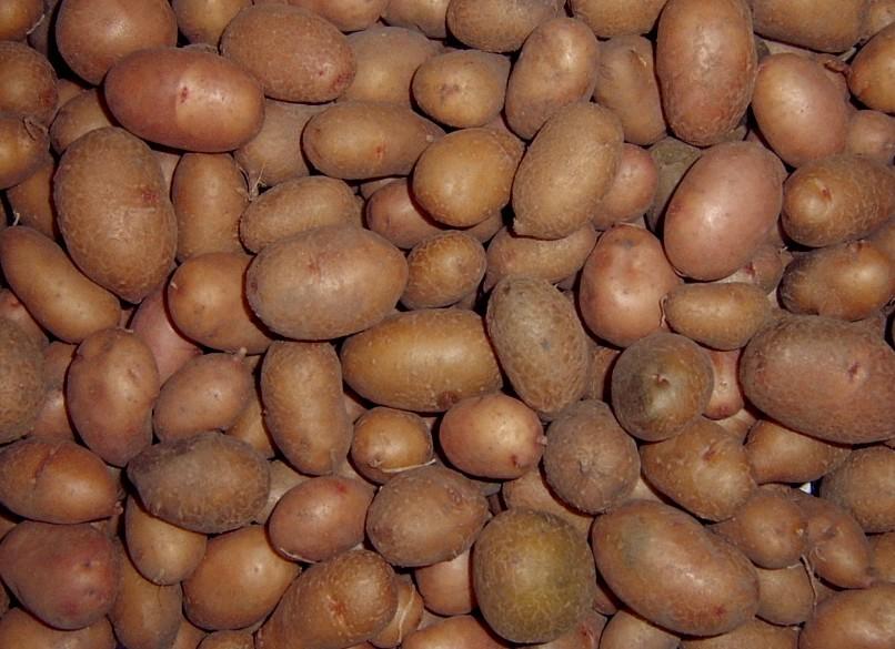 Стандарти для української картоплі хочуть наблизити до європейських, – УАВК 